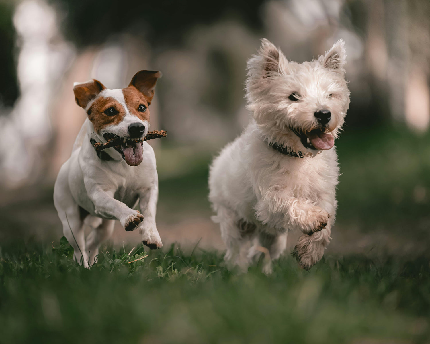 Dog Accessories