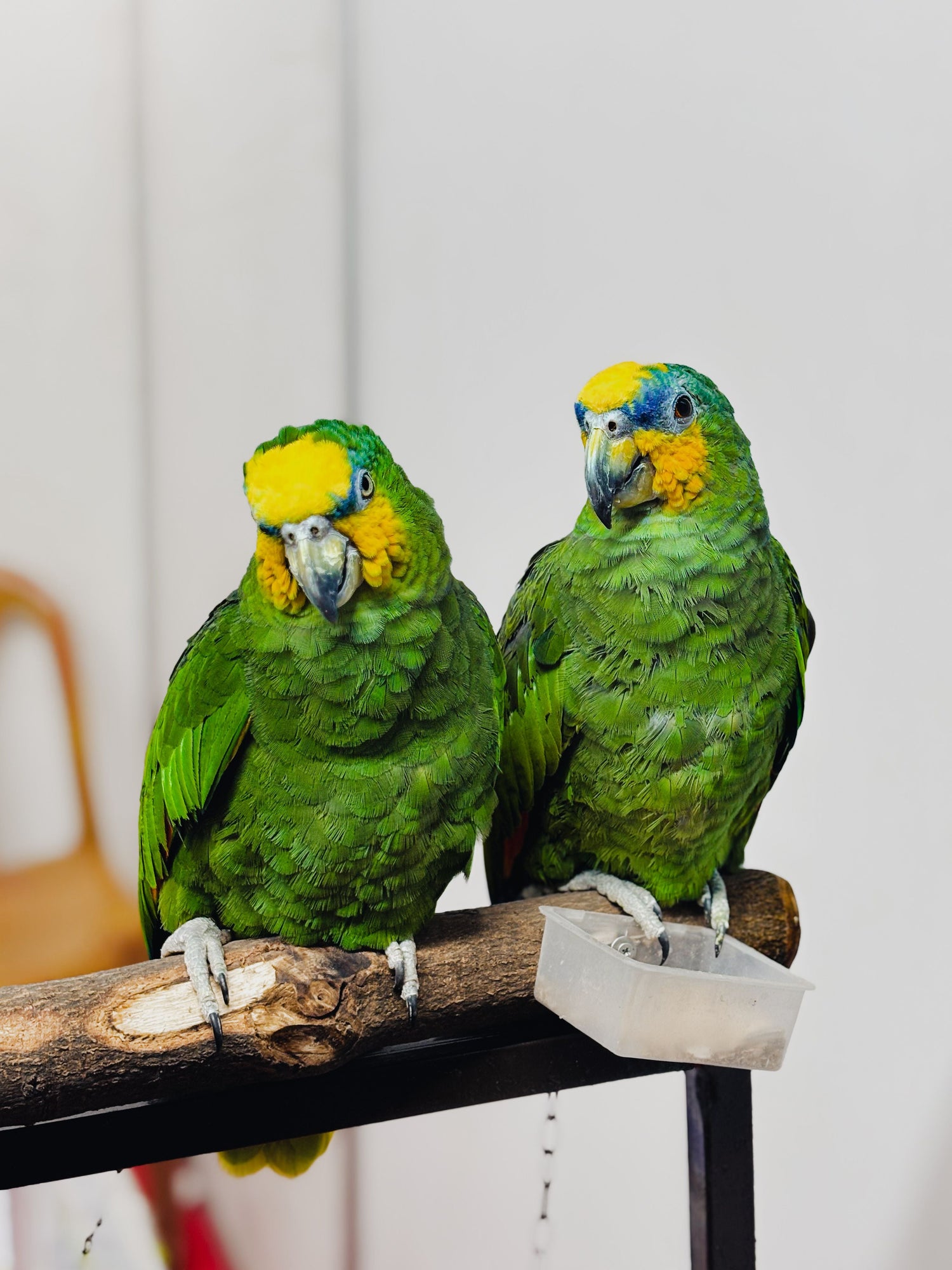 Bird Accessories