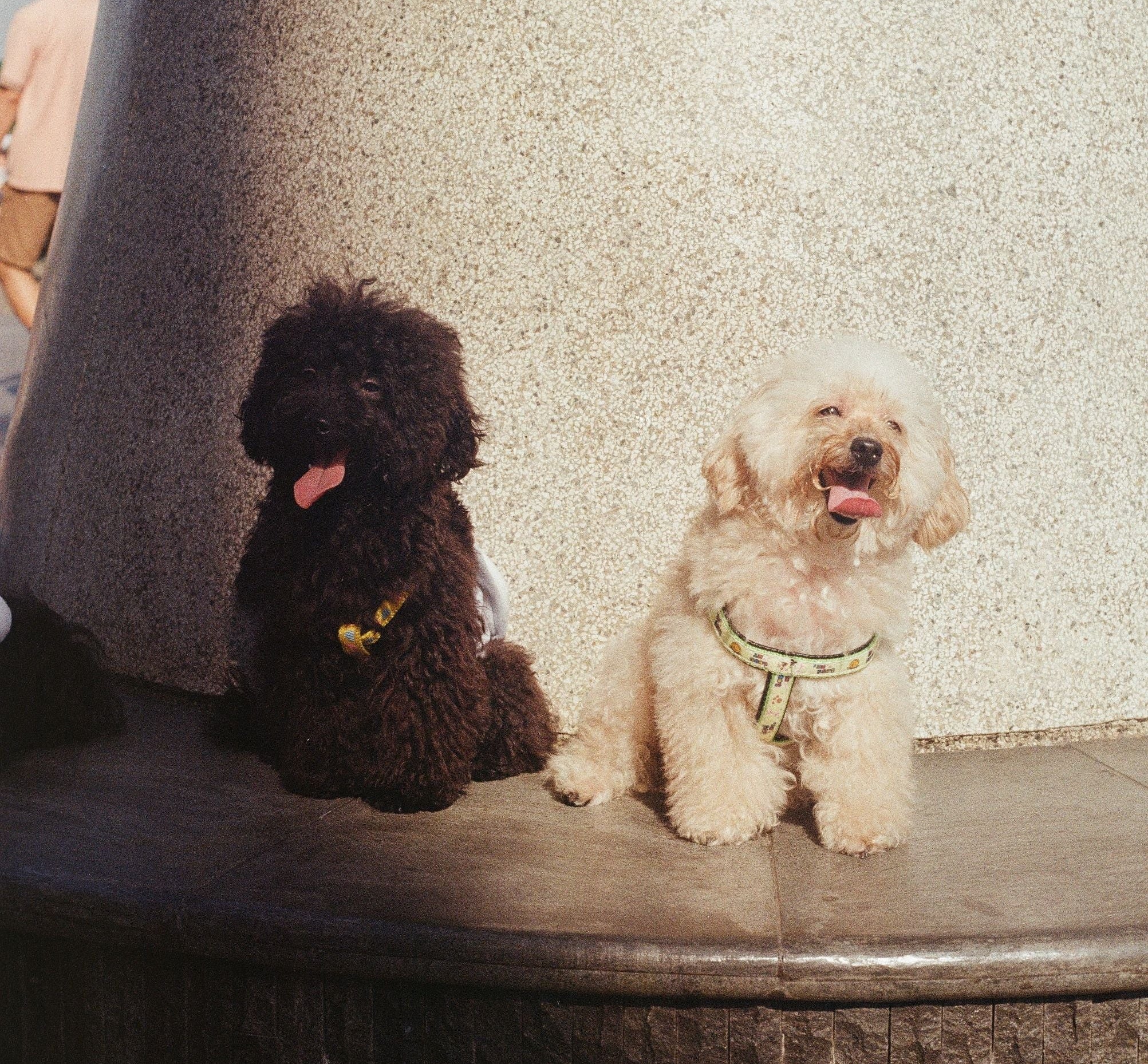 Two dogs sitting on a stone ledge with a textured wall and plants in the background.